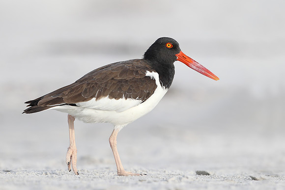 American Oystercatcher