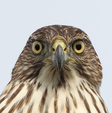 Cooper's Hawk