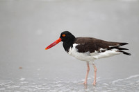 American Oystercatcher