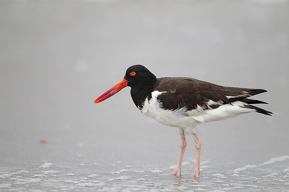 American Oystercatcher