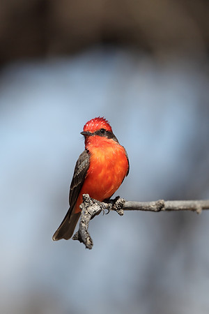 Vermilion Flycatcher