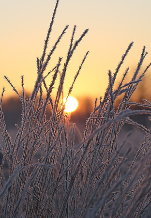 Wanstead Flats