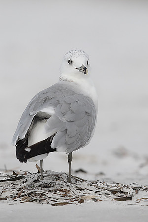 Ring-billed Gull