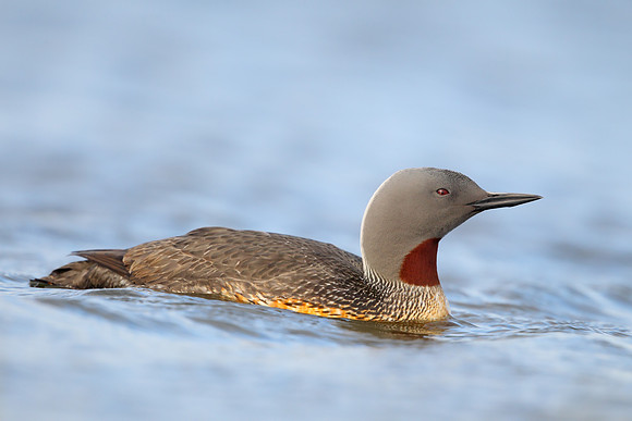 Red-throated Diver