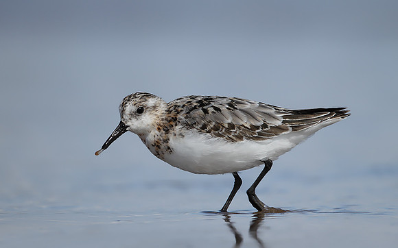 Sanderling