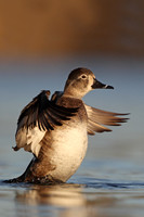 Ring-necked Duck