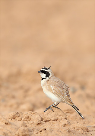 Temminck's Lark
