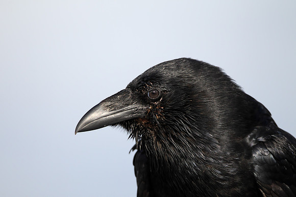 Common Raven