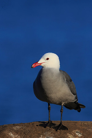 Heerman's Gull