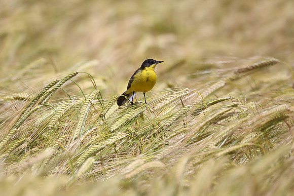 Yellow Wagtail