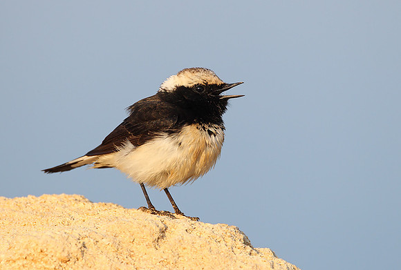 Cyprus Pied Wheatear