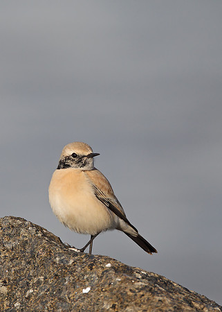 Desert Wheatear
