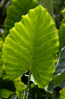 Rainforest #6