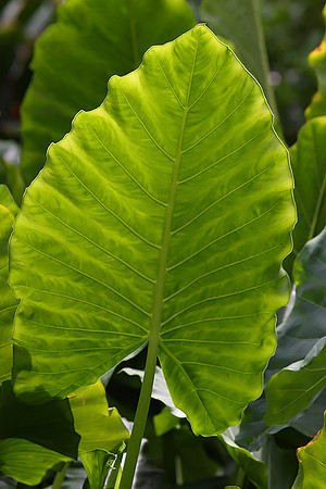 Rainforest #6