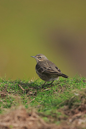 Rock Pipit