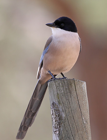 Azure-winged Magpie
