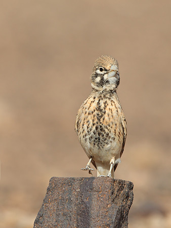 Thick-billed Lark