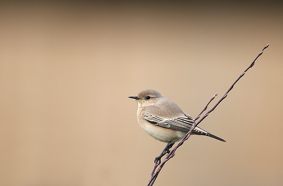 Desert Wheatear