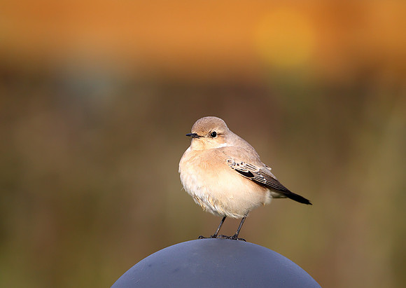 Desert Wheatear