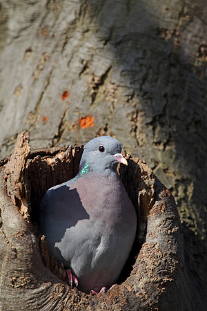 Stock Dove