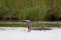 Red-throated Diver