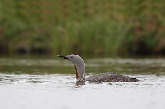 Red-throated Diver