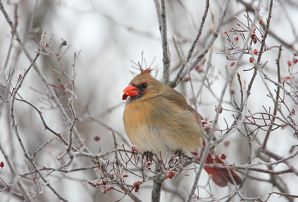 Northern Cardinal