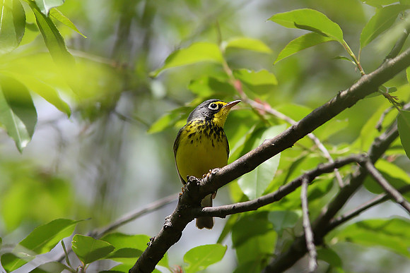 Canada Warbler