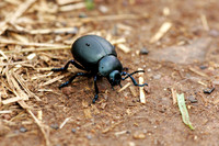 Bloody-nosed Beetle