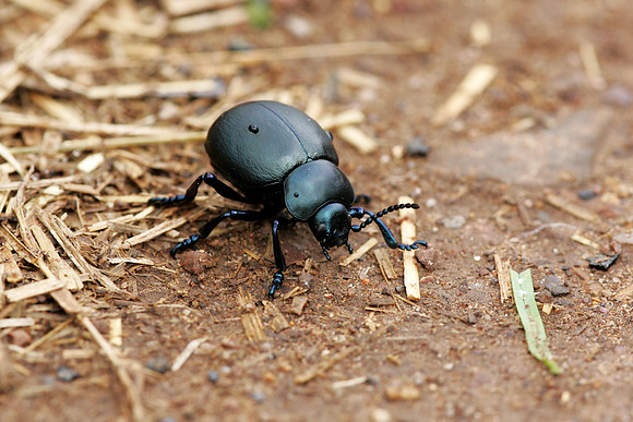 Bloody-nosed Beetle