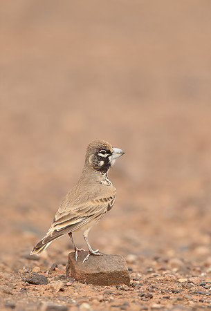 Thick-billed Lark