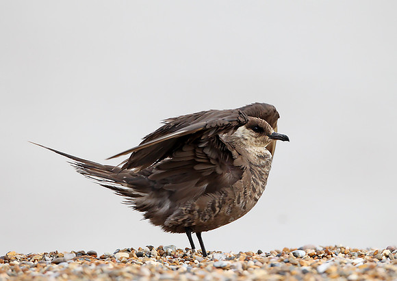 Arctic Skua