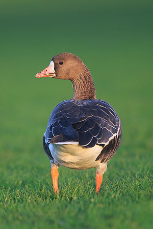 White-fronted Goose
