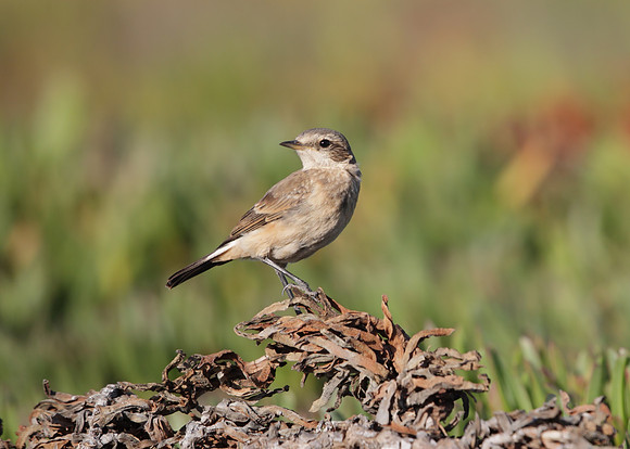 Capped Wheatear