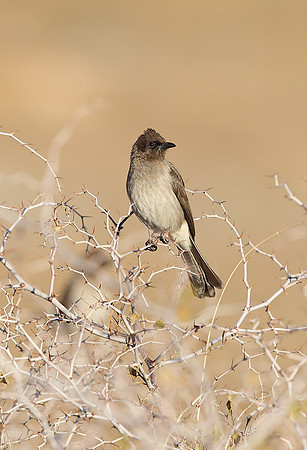 Common Bulbul