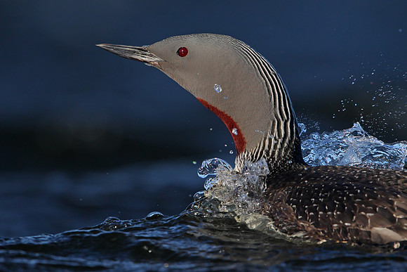 Red-throated Diver