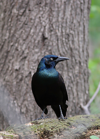 Common Grackle