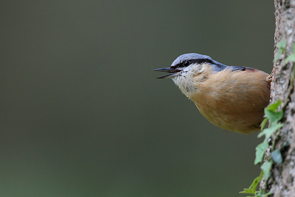 Nuthatch