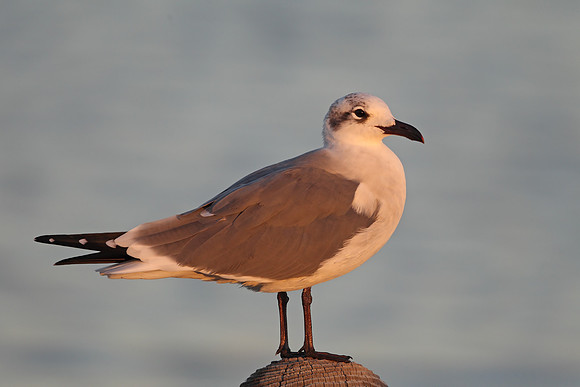 Laughing Gull