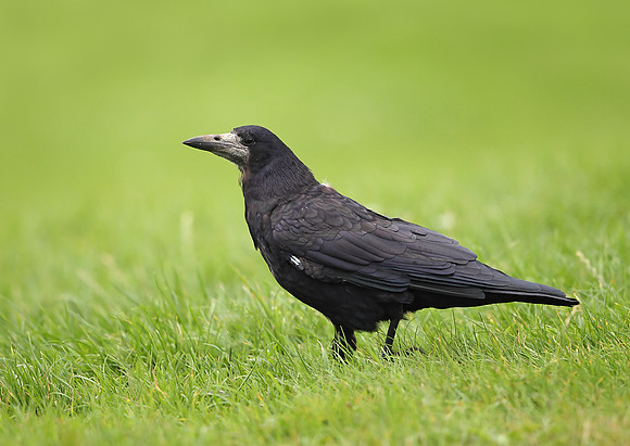 Rook