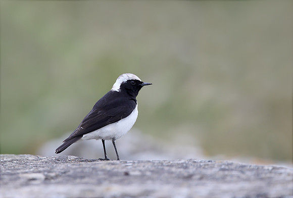 Pied Wheatear