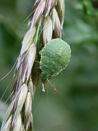 Shield Bug