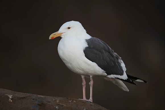Western Gull