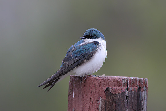 Tree Swallow