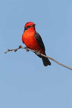 Vermilion Flycatcher