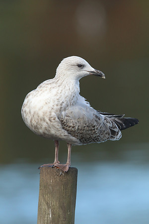 Herring Gull