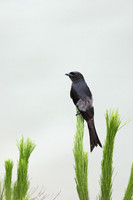 Fantails and Drongos