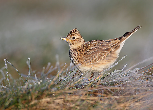 Skylark