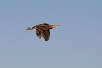 American Bittern