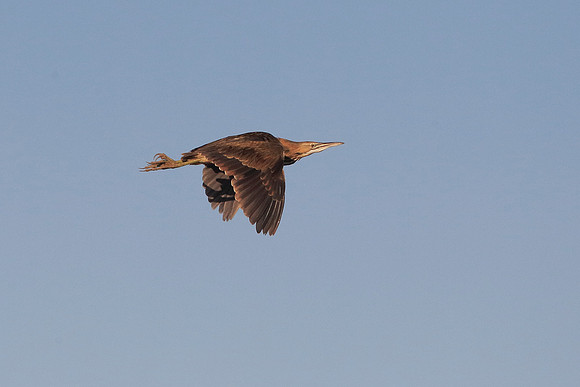 American Bittern